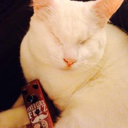 Harold cuddling up with the 5 O'Clock Fuzz